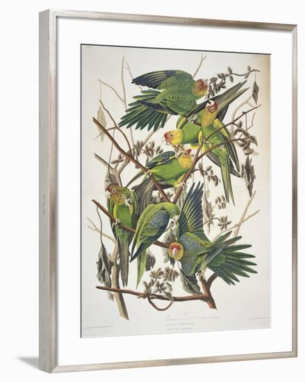 Carolina Parakeet, from "Birds of America," 1829-John James Audubon-Framed Premium Giclee Print