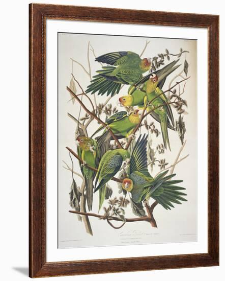 Carolina Parakeet, from "Birds of America," 1829-John James Audubon-Framed Premium Giclee Print