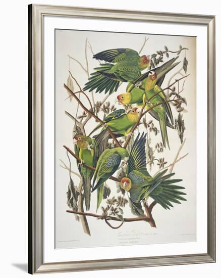 Carolina Parakeet, from "Birds of America," 1829-John James Audubon-Framed Premium Giclee Print