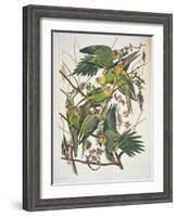 Carolina Parakeet, from "Birds of America," 1829-John James Audubon-Framed Giclee Print