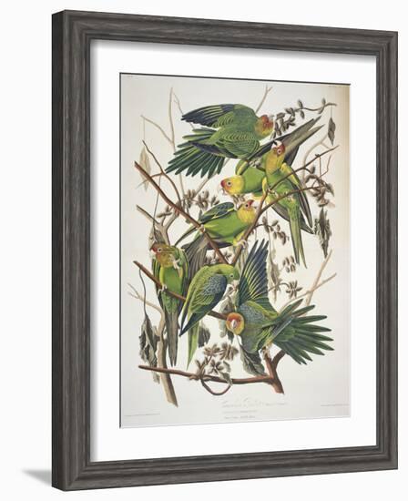 Carolina Parakeet, from "Birds of America," 1829-John James Audubon-Framed Giclee Print