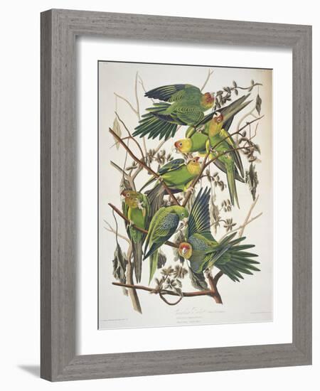 Carolina Parakeet, from "Birds of America," 1829-John James Audubon-Framed Giclee Print