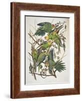 Carolina Parakeet, from "Birds of America," 1829-John James Audubon-Framed Giclee Print