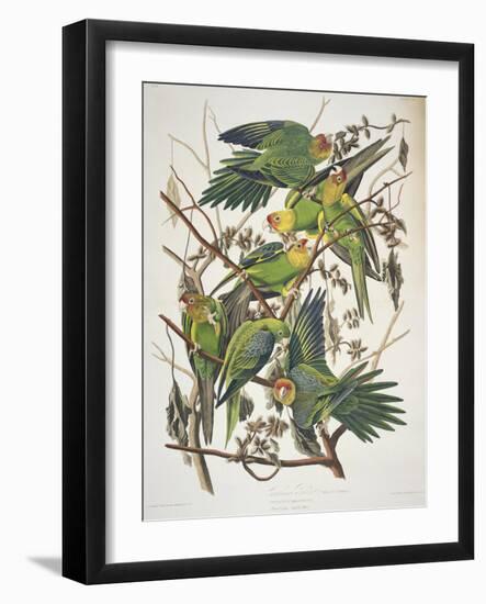 Carolina Parakeet, from "Birds of America," 1829-John James Audubon-Framed Giclee Print