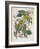 Carolina Parakeet, from "Birds of America," 1829-John James Audubon-Framed Giclee Print