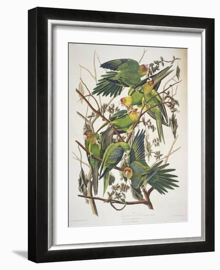 Carolina Parakeet, from "Birds of America," 1829-John James Audubon-Framed Giclee Print