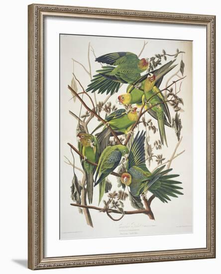 Carolina Parakeet, from "Birds of America," 1829-John James Audubon-Framed Giclee Print