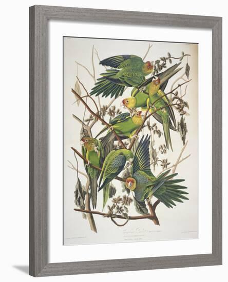 Carolina Parakeet, from "Birds of America," 1829-John James Audubon-Framed Giclee Print