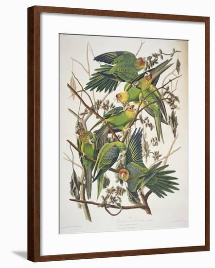 Carolina Parakeet, from "Birds of America," 1829-John James Audubon-Framed Giclee Print