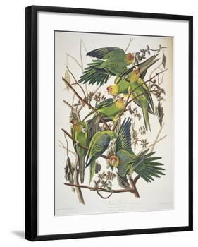 Carolina Parakeet, from "Birds of America," 1829-John James Audubon-Framed Giclee Print