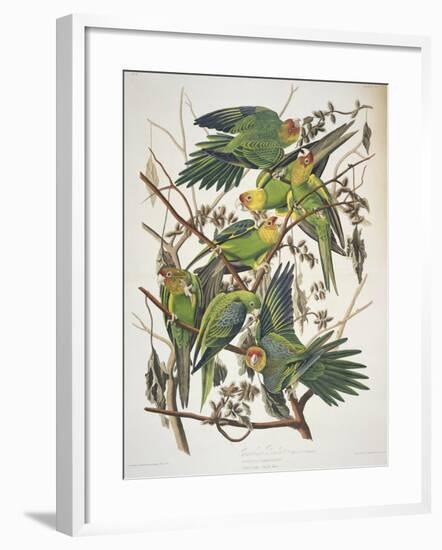 Carolina Parakeet, from "Birds of America," 1829-John James Audubon-Framed Giclee Print