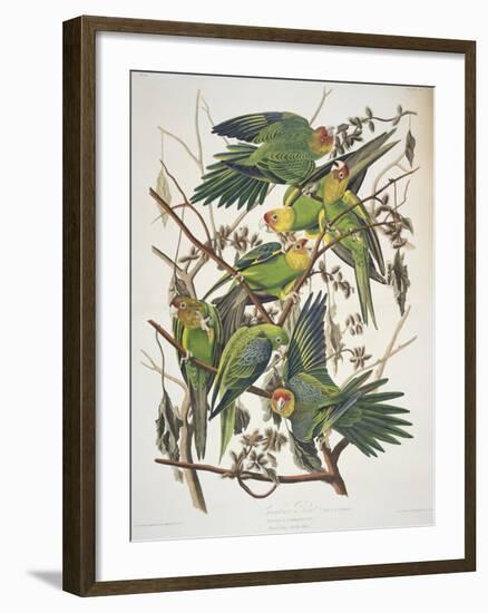 Carolina Parakeet, from "Birds of America," 1829-John James Audubon-Framed Giclee Print