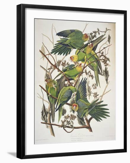 Carolina Parakeet, from "Birds of America," 1829-John James Audubon-Framed Giclee Print