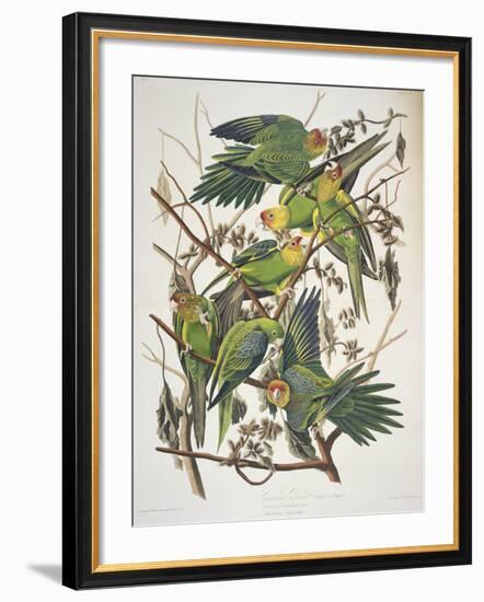 Carolina Parakeet, from "Birds of America," 1829-John James Audubon-Framed Giclee Print