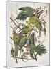Carolina Parakeet, from "Birds of America," 1829-John James Audubon-Mounted Giclee Print