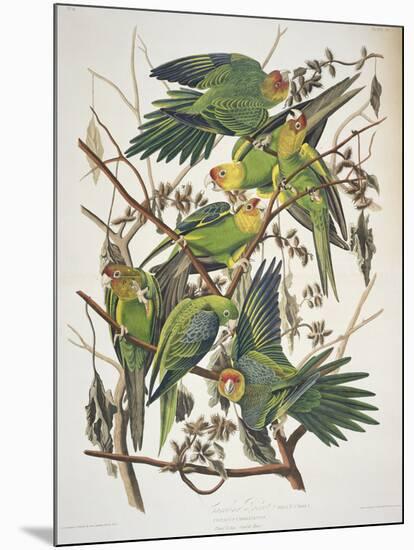 Carolina Parakeet, from "Birds of America," 1829-John James Audubon-Mounted Giclee Print