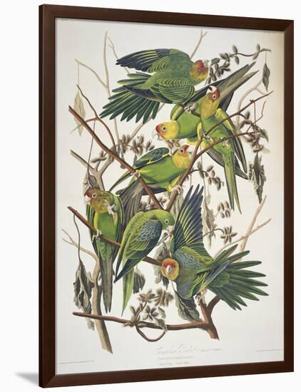 Carolina Parakeet, from "Birds of America," 1829-John James Audubon-Framed Giclee Print