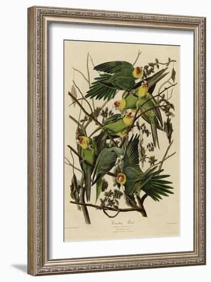 Carolina Parrot-null-Framed Giclee Print