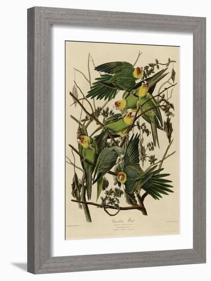 Carolina Parrot-null-Framed Giclee Print