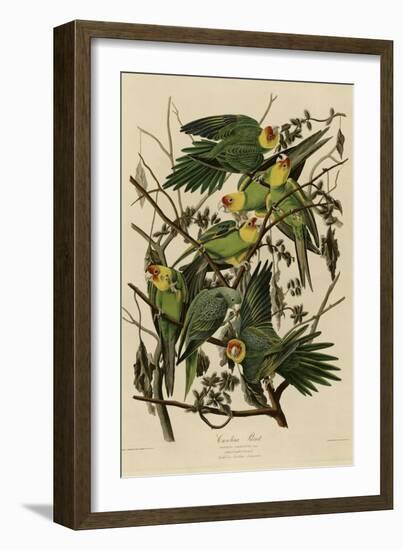 Carolina Parrot-null-Framed Giclee Print