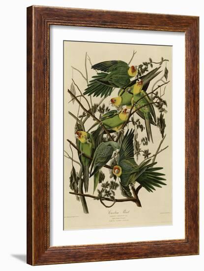 Carolina Parrot-null-Framed Giclee Print