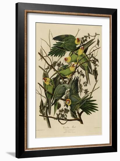 Carolina Parrot-null-Framed Giclee Print