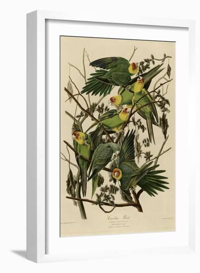 Carolina Parrot-null-Framed Giclee Print