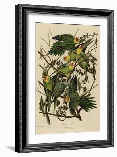 Carolina Parrot--Framed Giclee Print