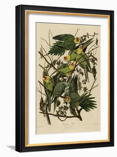 Carolina Parrot-null-Framed Giclee Print