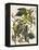 Carolina Parrot-John James Audubon-Framed Stretched Canvas