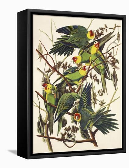 Carolina Parrot-John James Audubon-Framed Stretched Canvas