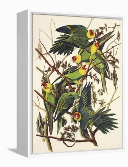 Carolina Parrot-John James Audubon-Framed Stretched Canvas