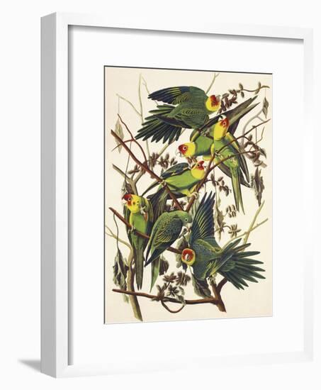 Carolina Parrot-John James Audubon-Framed Premium Giclee Print