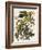 Carolina Parrot-John James Audubon-Framed Premium Giclee Print