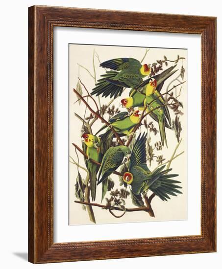 Carolina Parrot-John James Audubon-Framed Premium Giclee Print