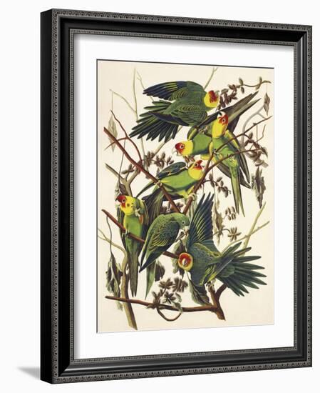 Carolina Parrot-John James Audubon-Framed Premium Giclee Print