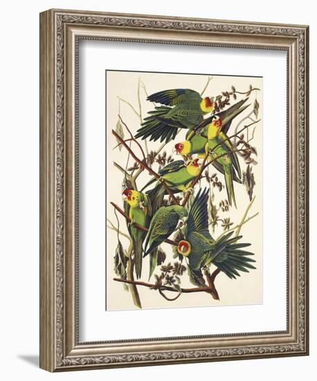 Carolina Parrot-John James Audubon-Framed Art Print