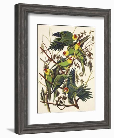 Carolina Parrot-John James Audubon-Framed Art Print