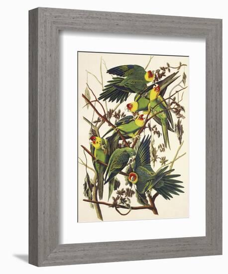 Carolina Parrot-John James Audubon-Framed Art Print