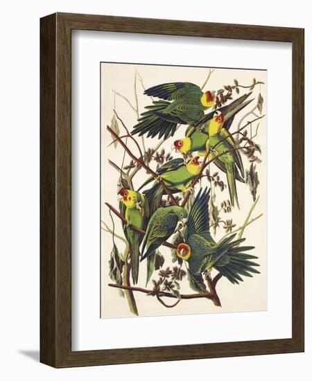 Carolina Parrot-John James Audubon-Framed Art Print