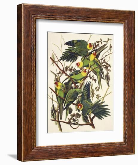 Carolina Parrot-John James Audubon-Framed Art Print