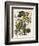 Carolina Parrot-John James Audubon-Framed Art Print