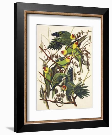 Carolina Parrot-John James Audubon-Framed Art Print