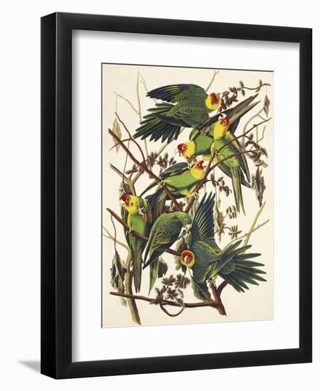 Carolina Parrot-John James Audubon-Framed Art Print