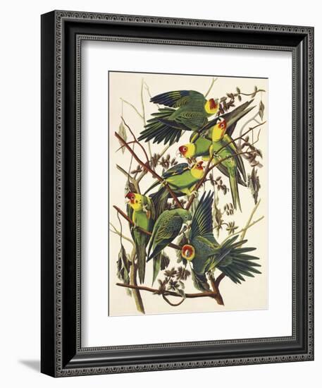 Carolina Parrot-John James Audubon-Framed Art Print