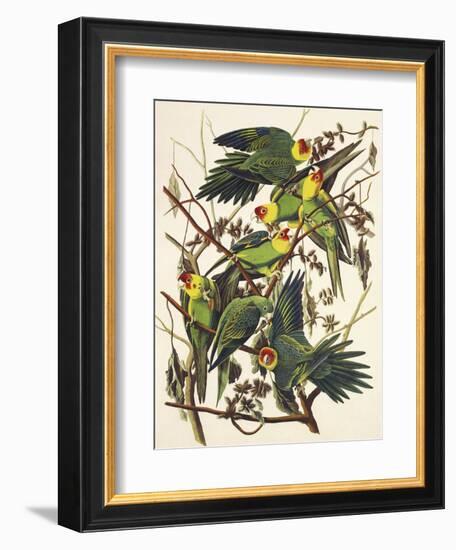 Carolina Parrot-John James Audubon-Framed Art Print