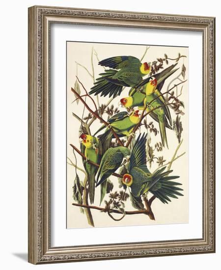 Carolina Parrot-John James Audubon-Framed Art Print