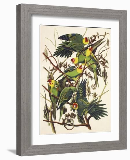 Carolina Parrot-John James Audubon-Framed Art Print