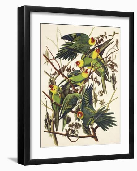 Carolina Parrot-John James Audubon-Framed Art Print