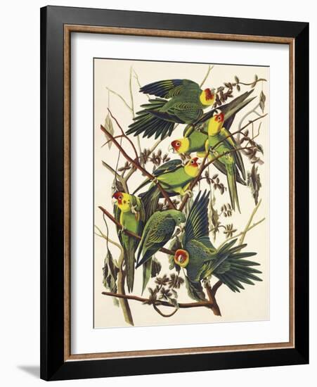 Carolina Parrot-John James Audubon-Framed Art Print